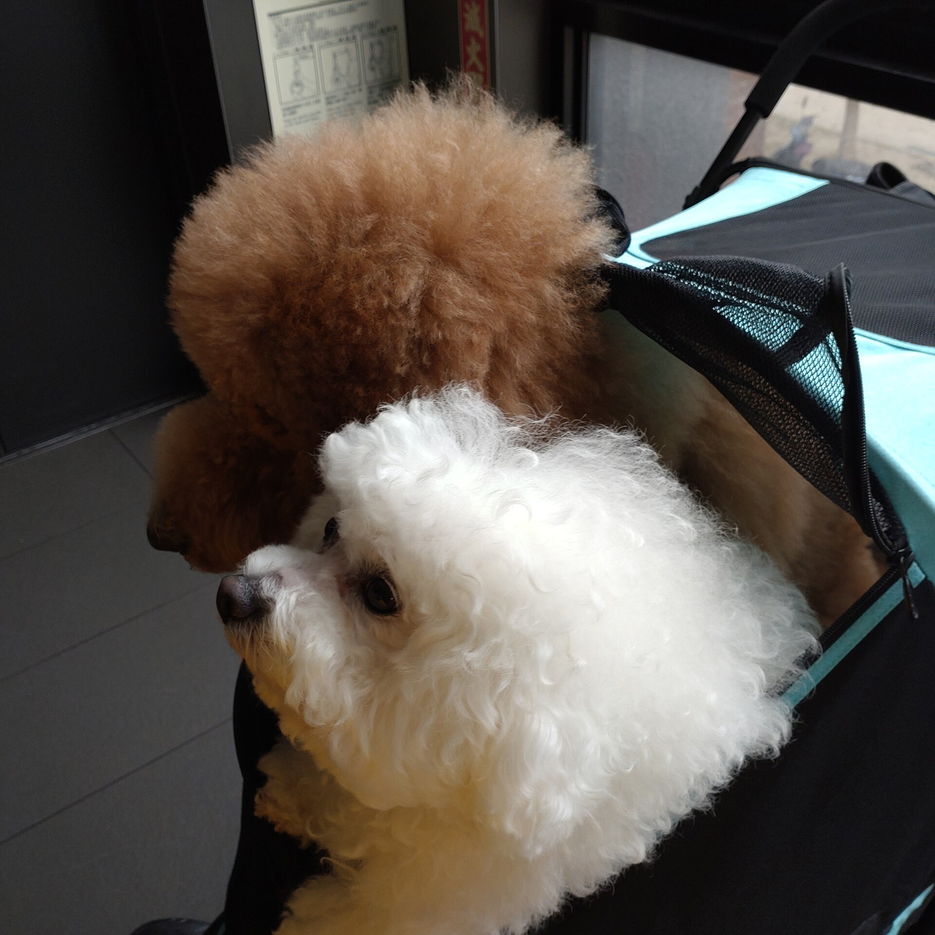 看板犬 あんず（トイプードル）
