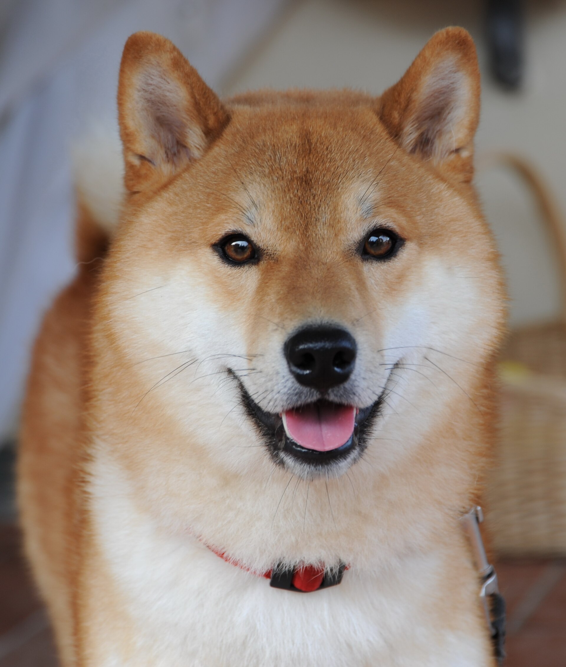 看板犬 もなか（柴犬）