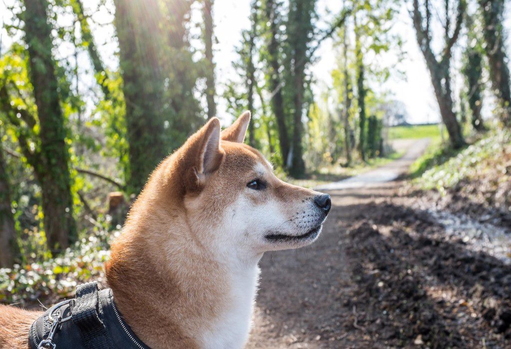 散歩道でくつろぐ柴犬